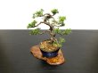 Photo5: Juniperus chinensis / Japanese Juniper, Shimpaku / Small size Bonsai  (5)