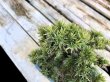 Photo4: Juniperus rigida / Needle Juniper, Tosho / Small size Bonsai  (4)