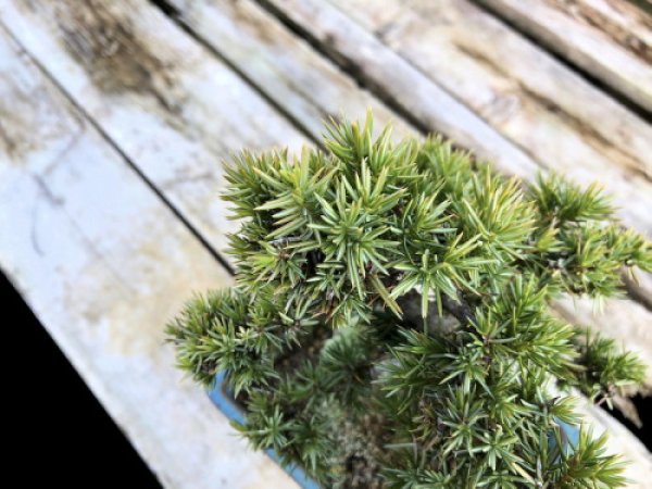 Photo4: Juniperus rigida / Needle Juniper, Tosho / Small size Bonsai  (4)