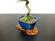 Photo5: Pinus thunbergii / Black Pine, Kuromatsu / Small size Bonsai  (5)