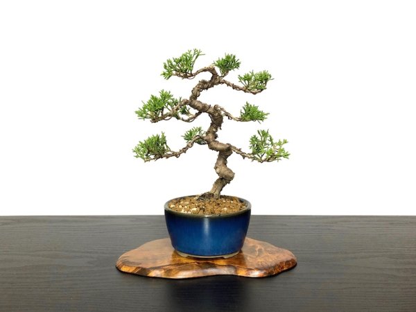 Photo1: Juniperus chinensis / Japanese Juniper, Shimpaku / Small size Bonsai  (1)