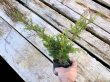 Photo3: Juniperus chinensis / Japanese Juniper, Shimpaku / Small size Bonsai  (3)