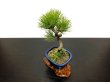 Photo6: Pinus thunbergii / Black Pine, Kuromatsu / Small size Bonsai  (6)