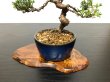 Photo6: Juniperus chinensis / Japanese Juniper, Shimpaku / Small size Bonsai  (6)