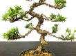 Photo3: Juniperus chinensis / Japanese Juniper, Shimpaku / Small size Bonsai  (3)