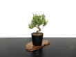 Photo2: Juniperus chinensis / Japanese Juniper, Shimpaku / Small size Bonsai  (2)