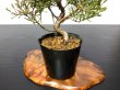 Photo3: Juniperus chinensis / Japanese Juniper, Shimpaku / Small size Bonsai  (3)