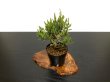 Photo4: Juniperus chinensis / Japanese Juniper, Shimpaku / Small size Bonsai  (4)