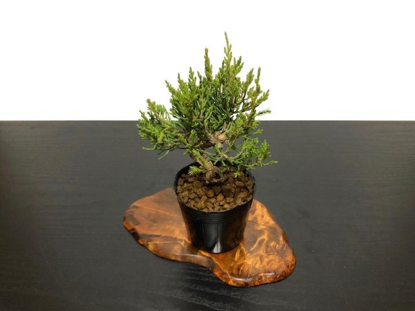 Photo4: Juniperus chinensis / Japanese Juniper, Shimpaku / Small size Bonsai  (4)