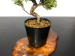 Photo3: Juniperus chinensis / Japanese Juniper, Shimpaku / Small size Bonsai  (3)