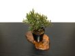 Photo4: Juniperus chinensis / Japanese Juniper, Shimpaku / Small size Bonsai  (4)