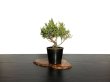 Photo2: Juniperus chinensis / Japanese Juniper, Shimpaku / Small size Bonsai  (2)