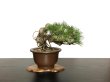 Photo2: Pinus thunbergii / "Neagari" Black Pine, Kuromatsu / Small size Bonsai / "Yamaaki" Tokoname Pot  (2)