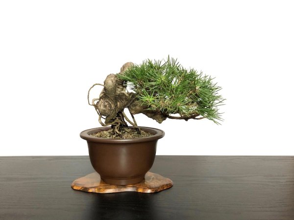 Photo2: Pinus thunbergii / "Neagari" Black Pine, Kuromatsu / Small size Bonsai / "Yamaaki" Tokoname Pot  (2)