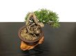 Photo8: Pinus thunbergii / "Neagari" Black Pine, Kuromatsu / Small size Bonsai / "Yamaaki" Tokoname Pot  (8)