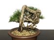 Photo4: Pinus thunbergii / "Neagari" Black Pine, Kuromatsu / Small size Bonsai / "Yamaaki" Tokoname Pot  (4)