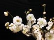 Photo3: Prunus mume (Japanese Flowering Apricot) / Ume "Tamabotan" / Middle size Bonsai (3)