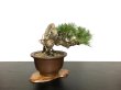 Photo5: Pinus thunbergii / "Neagari" Black Pine, Kuromatsu / Small size Bonsai / "Yamaaki" Tokoname Pot  (5)