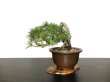 Photo1: Pinus thunbergii / "Neagari" Black Pine, Kuromatsu / Small size Bonsai / "Yamaaki" Tokoname Pot  (1)