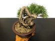 Photo3: Pinus thunbergii / "Neagari" Black Pine, Kuromatsu / Small size Bonsai / "Yamaaki" Tokoname Pot  (3)