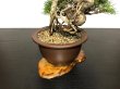 Photo6: Pinus thunbergii / "Neagari" Black Pine, Kuromatsu / Small size Bonsai / "Yamaaki" Tokoname Pot  (6)
