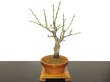 Photo4: Prunus mume (Japanese Flowering Apricot) / Ume "Tamabotan" / Middle size Bonsai (4)