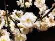 Photo2: Prunus mume (Japanese Flowering Apricot) / Ume "Tamabotan" / Middle size Bonsai (2)
