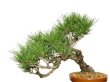 Photo2: Pinus densiflora / Red Pine, Akamatsu / Middle size Bonsai  (2)