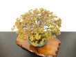 Photo5: Acer palmatum / Japanese Maple, Momiji "Kiyohime" / Middle size Bonsai  (5)