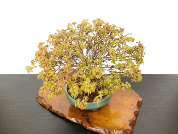 Photo5: Acer palmatum / Japanese Maple, Momiji "Kiyohime" / Middle size Bonsai  (5)