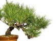 Photo6: Pinus densiflora / Red Pine, Akamatsu / Middle size Bonsai  (6)