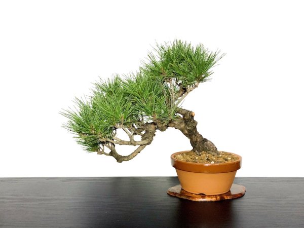 Photo1: Pinus densiflora / Red Pine, Akamatsu / Middle size Bonsai  (1)