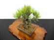 Photo6: Pinus thunbergii / Black Pine, Kuromatsu "Nishikimatsu" / Small size Bonsai (6)