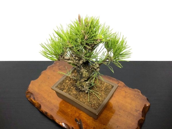 Photo6: Pinus thunbergii / Black Pine, Kuromatsu "Nishikimatsu" / Small size Bonsai (6)