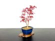 Photo4: Acer palmatum / Japanese Maple, Momiji "Deshojo" / Middle size Bonsai  (4)