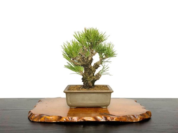 Photo1: Pinus thunbergii / Black Pine, Kuromatsu "Nishikimatsu" / Small size Bonsai (1)