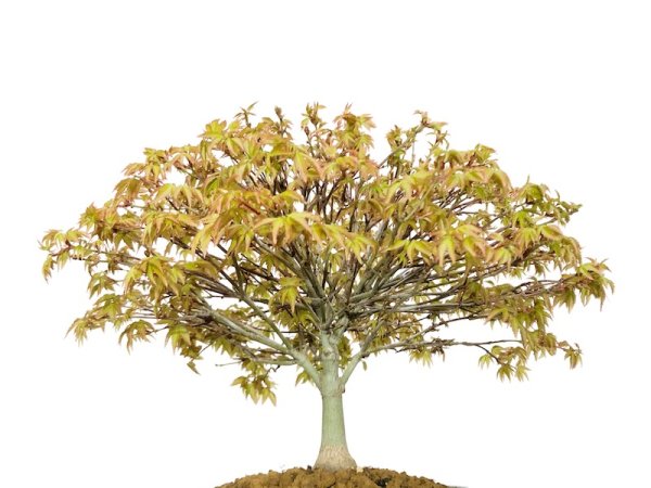 Photo4: Acer palmatum / Japanese Maple, Momiji "Kiyohime" / Middle size Bonsai  (4)