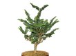 Photo2: Chamaecyparis obtusa / Hinoki cypress "Sekka" / Middle size Bonsai  (2)