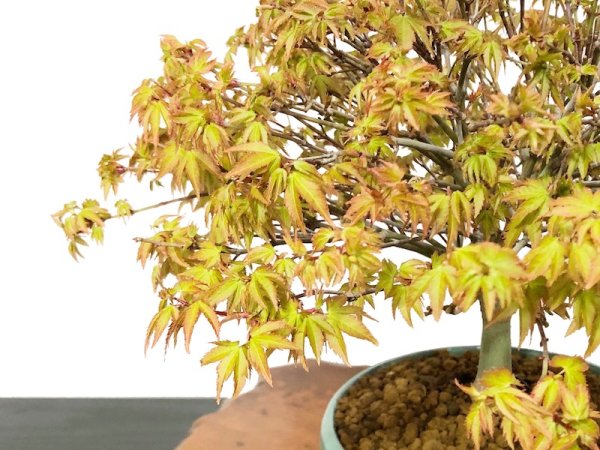 Photo3: Acer palmatum / Japanese Maple, Momiji "Kiyohime" / Middle size Bonsai  (3)