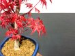 Photo2: Acer palmatum / Japanese Maple, Momiji "Deshojo" / Middle size Bonsai  (2)