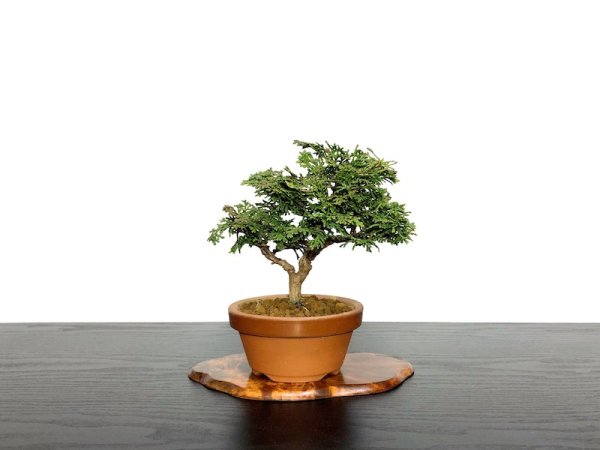 Photo1: Chamaecyparis obtusa / Hinoki cypress "Tsuyama" / Small size Bonsai  (1)