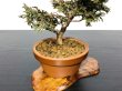 Photo5: Chamaecyparis obtusa / Hinoki cypress "Tsuyama" / Small size Bonsai  (5)