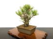 Photo3: Pinus thunbergii / Black Pine, Kuromatsu "Nishikimatsu" / Small size Bonsai (3)