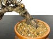 Photo4: Pinus densiflora / Red Pine, Akamatsu / Middle size Bonsai  (4)