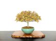 Photo1: Acer palmatum / Japanese Maple, Momiji "Kiyohime" / Middle size Bonsai  (1)