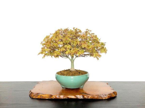 Photo1: Acer palmatum / Japanese Maple, Momiji "Kiyohime" / Middle size Bonsai  (1)