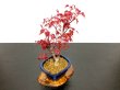 Photo7: Acer palmatum / Japanese Maple, Momiji "Deshojo" / Middle size Bonsai  (7)