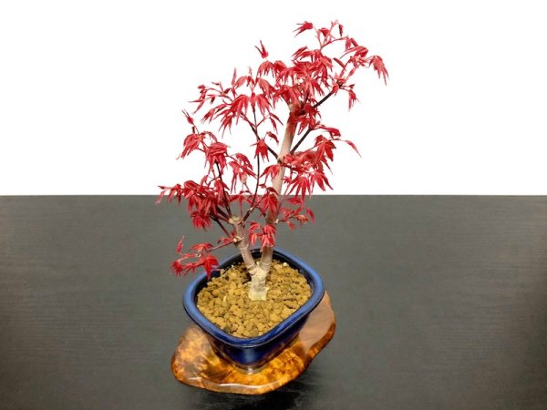 Photo7: Acer palmatum / Japanese Maple, Momiji "Deshojo" / Middle size Bonsai  (7)