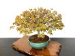 Photo2: Acer palmatum / Japanese Maple, Momiji "Kiyohime" / Middle size Bonsai  (2)