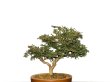 Photo6: Chamaecyparis obtusa / Hinoki cypress "Tsuyama" / Small size Bonsai  (6)